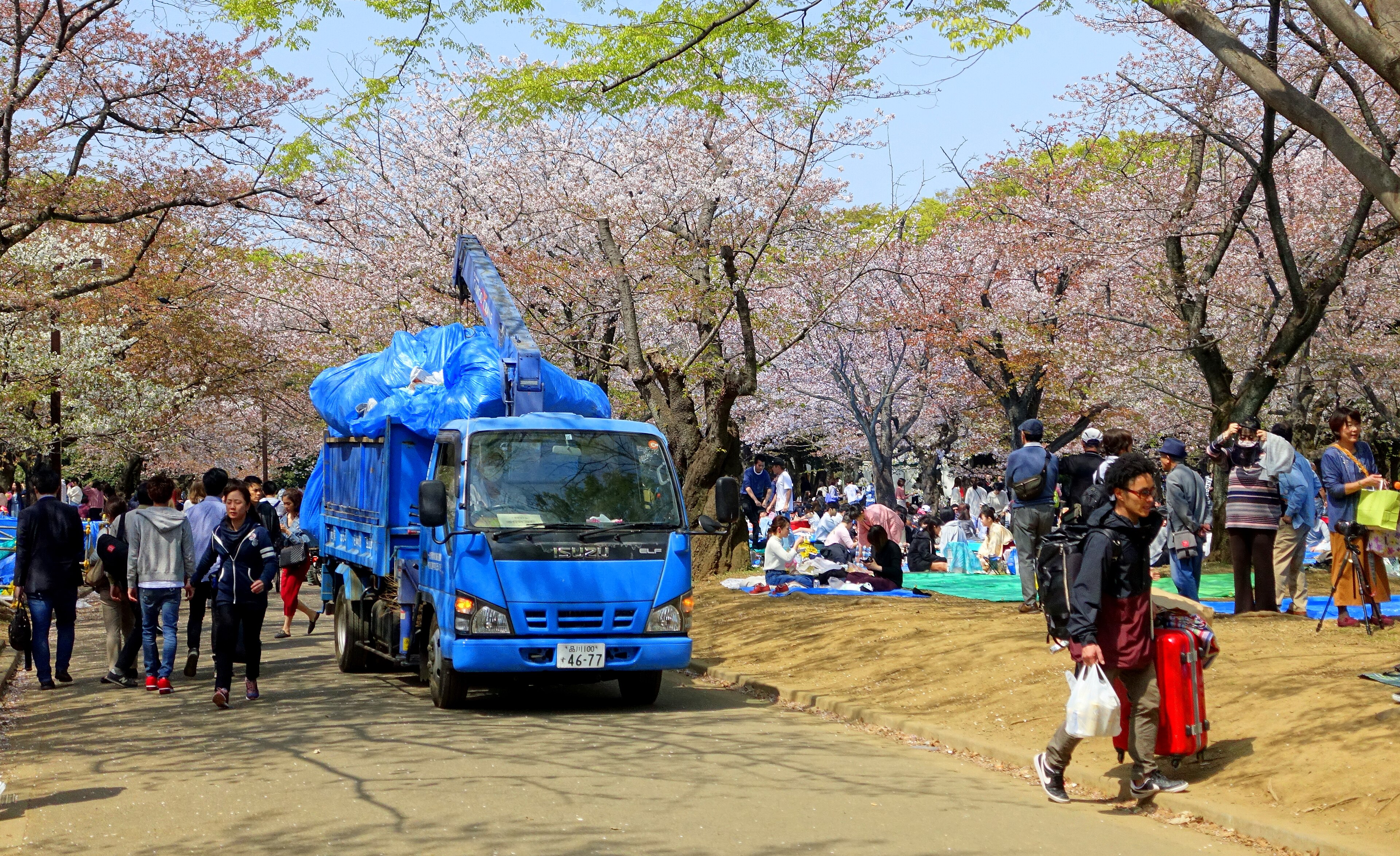 Cherry blossoms