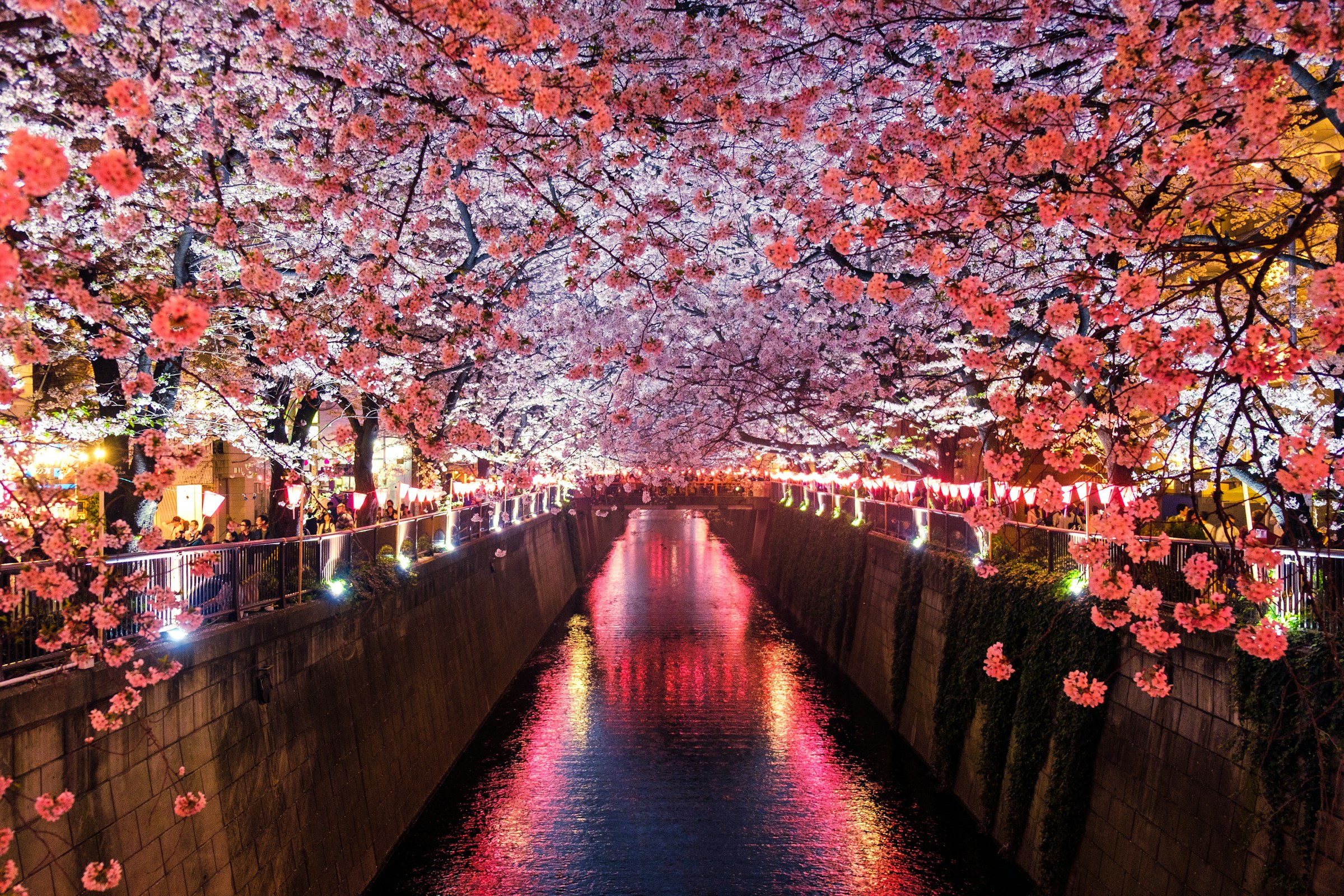 Japanese garden